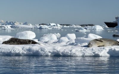 7 Truths No One Tells You About Visiting Antarctica