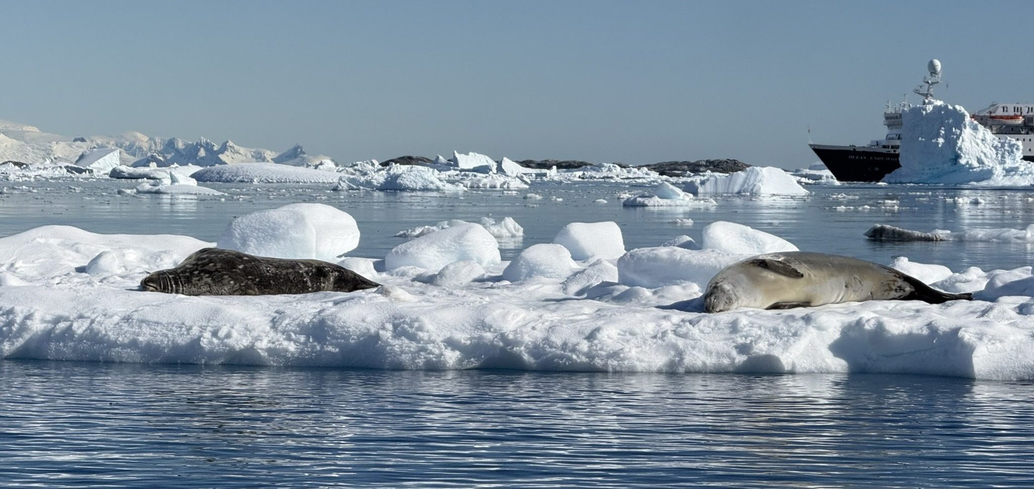 IMG_2722 Two seals rest on an iceberg in Antarctica. Photo taken by the author while visiting Antarctica in 2025.